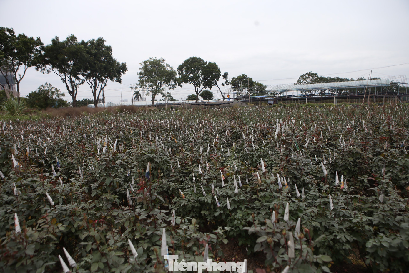 Xem người dân Hà Nội phòng chống rét cho cây trồng, hoa màu ảnh 12