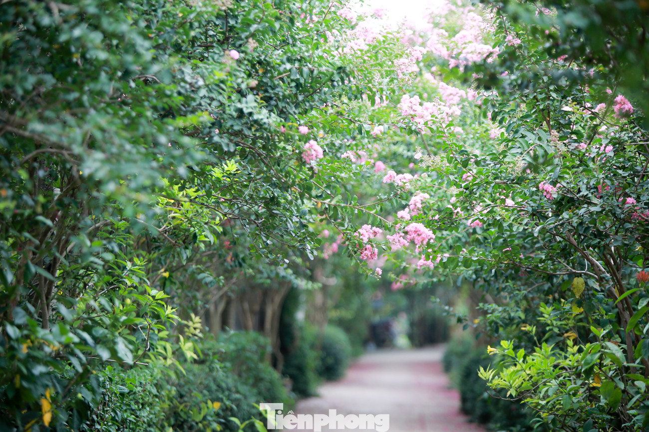 Cuối tuần check in con đường hoa tường vy đẹp như mơ giữa lòng Hà Nội ảnh 5
