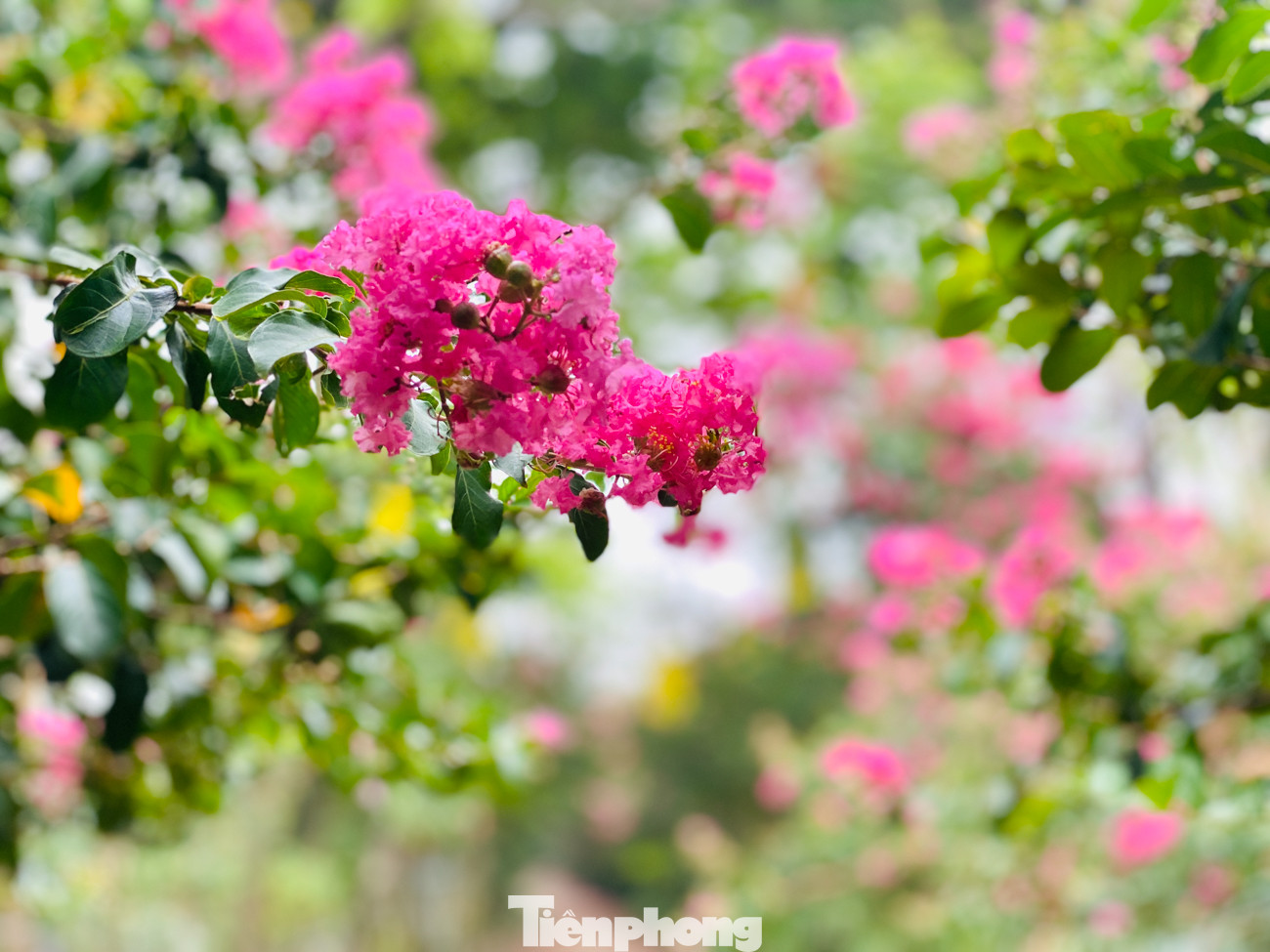 Cuối tuần check in con đường hoa tường vy đẹp như mơ giữa lòng Hà Nội ảnh 9