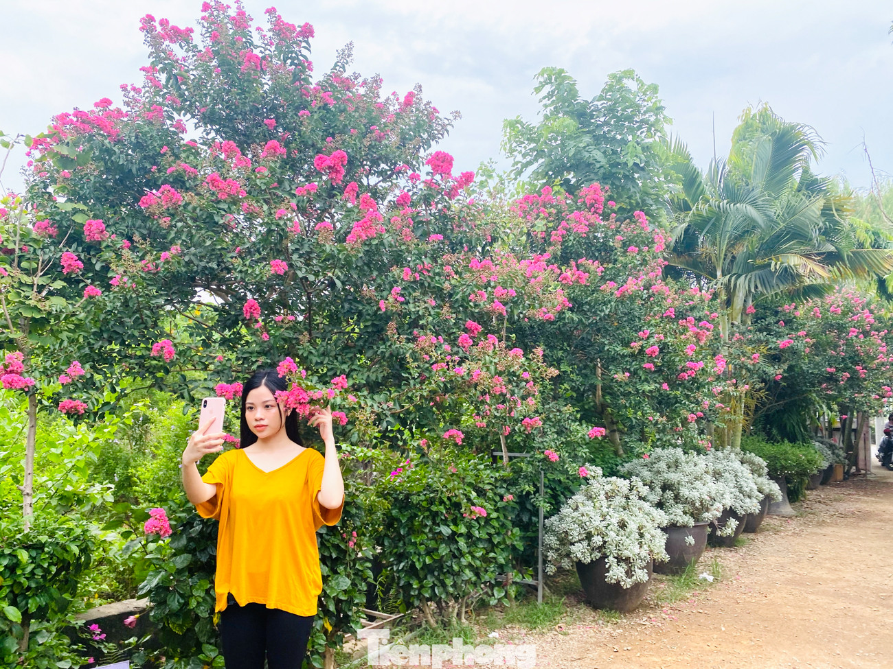 Cuối tuần check in con đường hoa tường vy đẹp như mơ giữa lòng Hà Nội ảnh 12