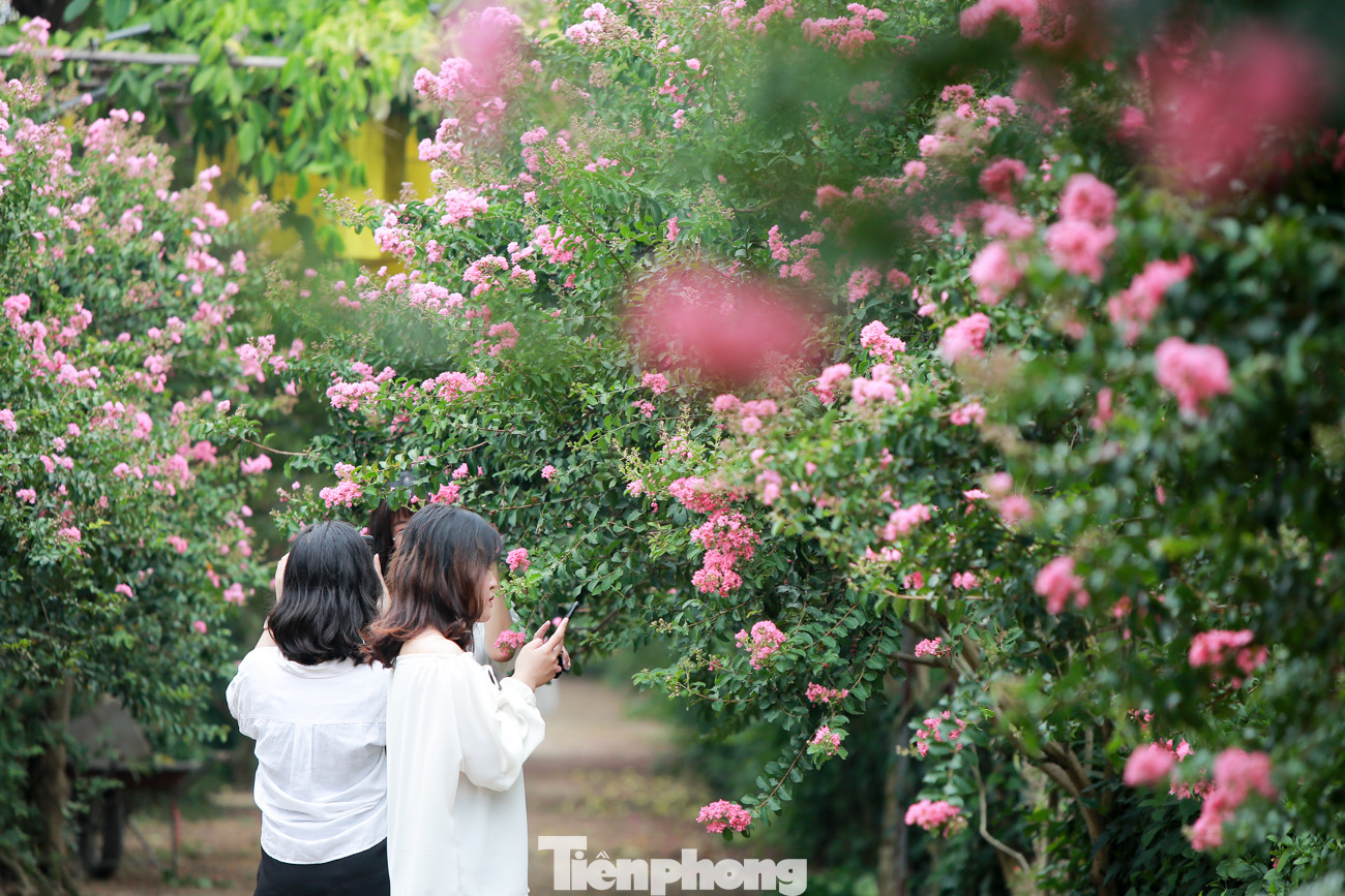 Cuối tuần check in con đường hoa tường vy đẹp như mơ giữa lòng Hà Nội ảnh 3