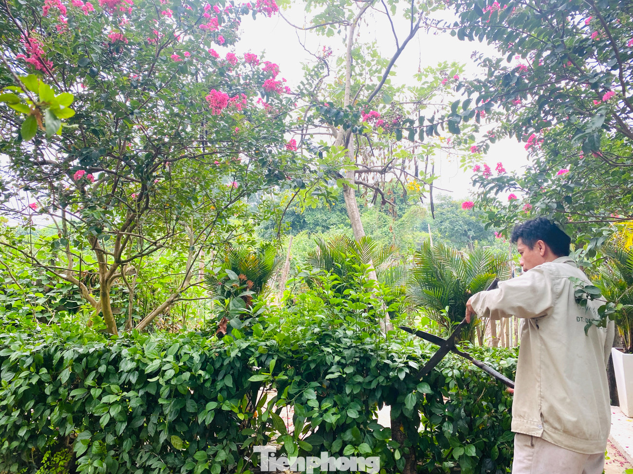 Cuối tuần check in con đường hoa tường vy đẹp như mơ giữa lòng Hà Nội ảnh 10