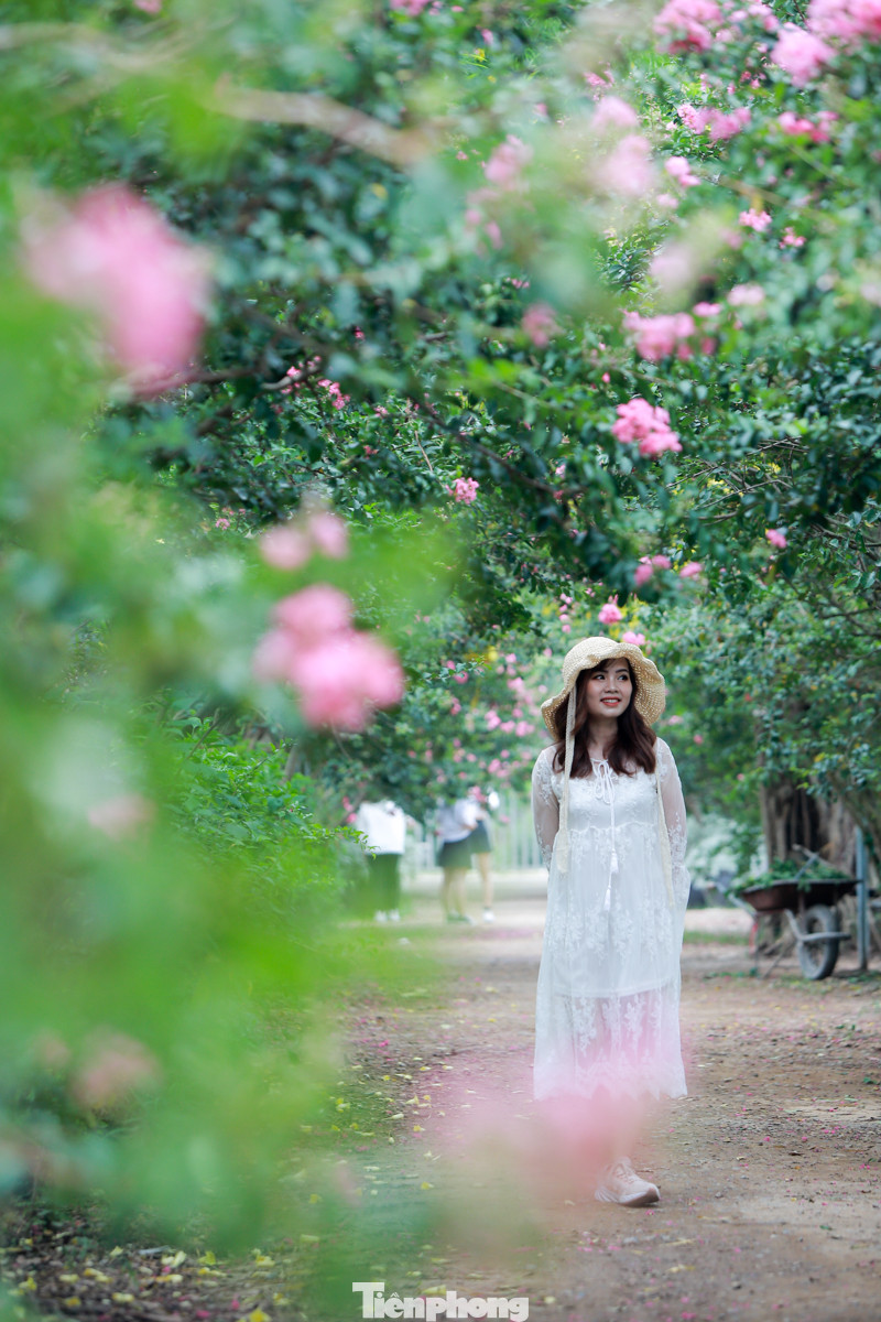 Cuối tuần check in con đường hoa tường vy đẹp như mơ giữa lòng Hà Nội ảnh 2