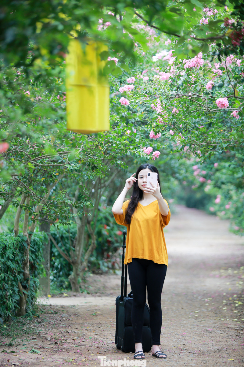 Cuối tuần check in con đường hoa tường vy đẹp như mơ giữa lòng Hà Nội ảnh 6