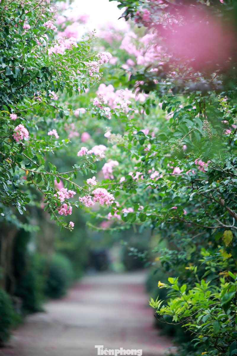 Cuối tuần check in con đường hoa tường vy đẹp như mơ giữa lòng Hà Nội ảnh 8