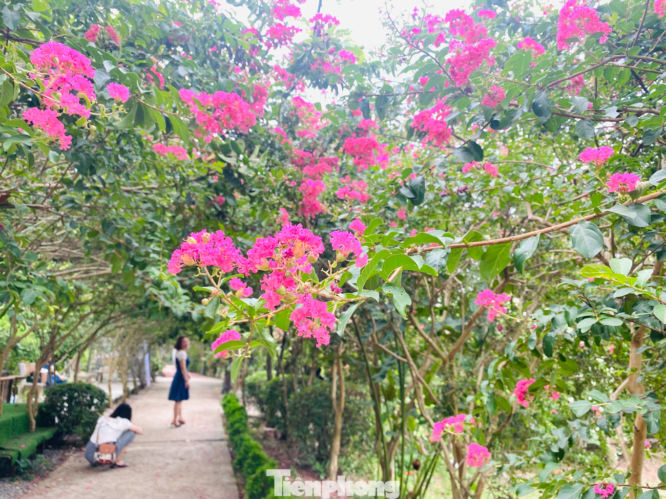 Cuối tuần check in con đường hoa tường vy đẹp như mơ giữa lòng Hà Nội ảnh 4