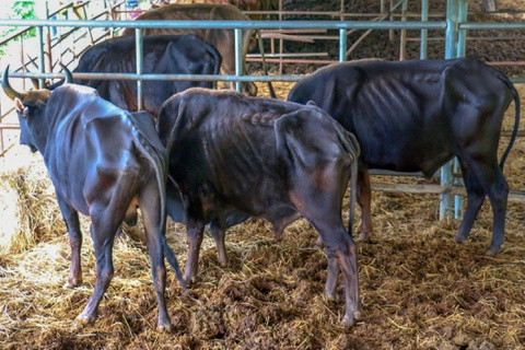 Đàn bò tót lai bị 'hắt hủi' gầy trơ xương: Chủ tịch Ninh Thuận chỉ đạo giải cứu ngay ảnh 4 Đàn bò tót lai bị 'hắt hủi' gầy trơ xương: Chủ tịch Ninh Thuận chỉ đạo giải cứu ngay ảnh 4