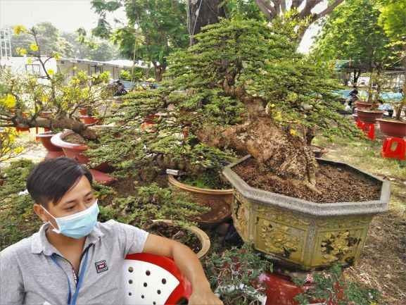 Hoa, cây cảnh chơi Tết nhiều nơi ở TPHCM hạ giá đến 50% ảnh 4