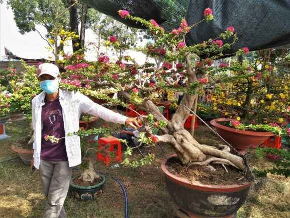 Hoa, cây cảnh chơi Tết nhiều nơi ở TPHCM hạ giá đến 50% ảnh 3