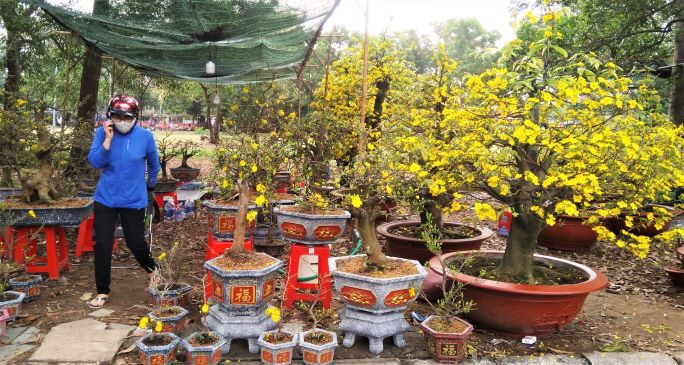 Hoa, cây cảnh chơi Tết nhiều nơi ở TPHCM hạ giá đến 50% ảnh 1