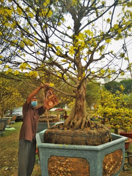 Hoa, cây cảnh chơi Tết nhiều nơi ở TPHCM hạ giá đến 50% ảnh 5