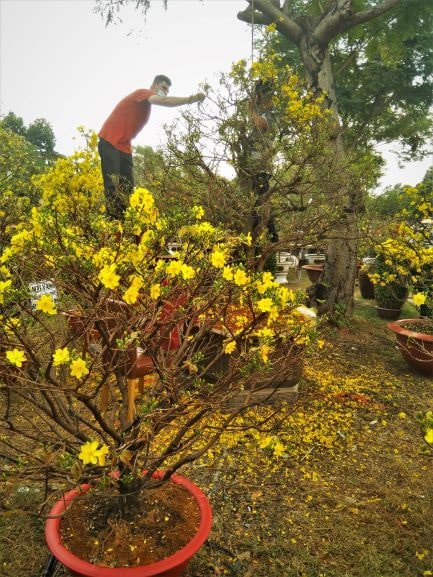 Hoa, cây cảnh chơi Tết nhiều nơi ở TPHCM hạ giá đến 50% ảnh 6