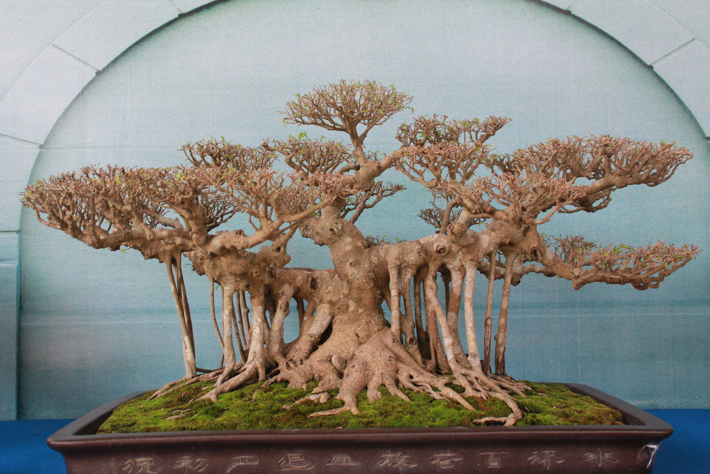 Chiêm ngưỡng các tác phẩm bonsai và đá cảnh nghệ thuật quốc tế hội tụ ở TPHCM ảnh 13