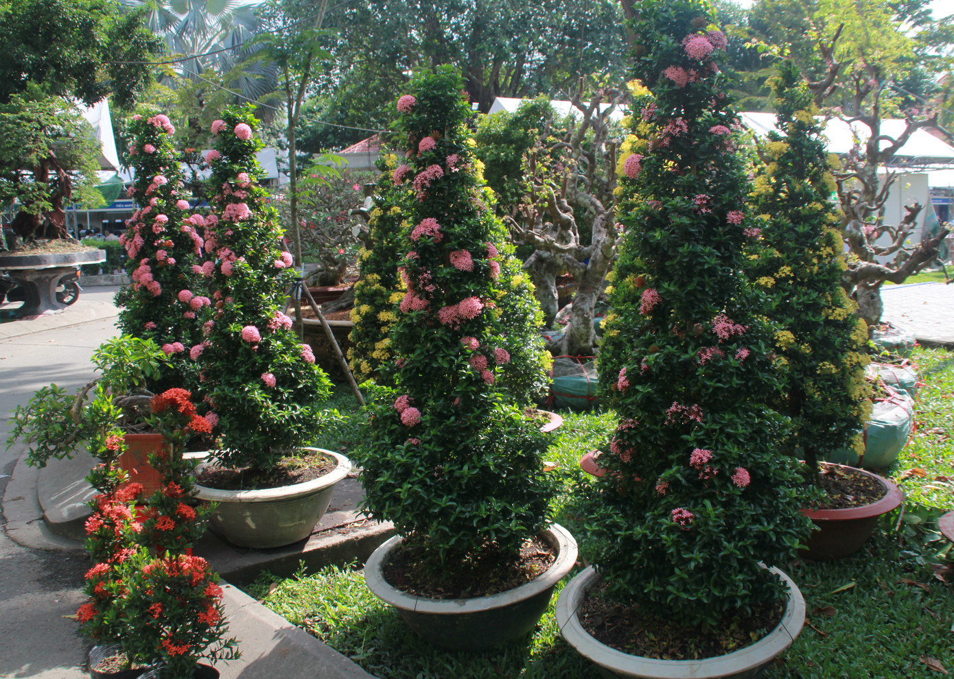 Mê mải với kỳ hoa, dị thảo ở 'vương quốc' hoa Gò Vấp ảnh 12