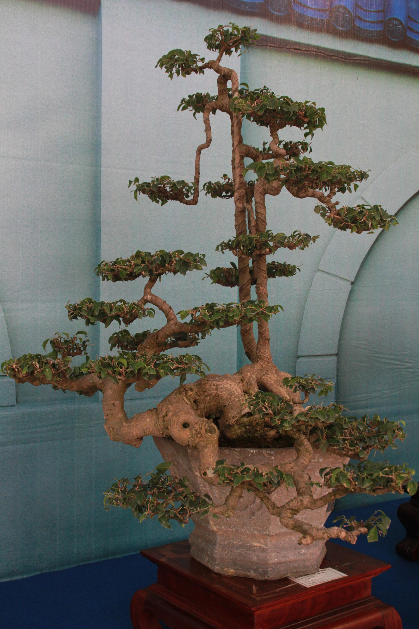 Chiêm ngưỡng các tác phẩm bonsai và đá cảnh nghệ thuật quốc tế hội tụ ở TPHCM ảnh 12
