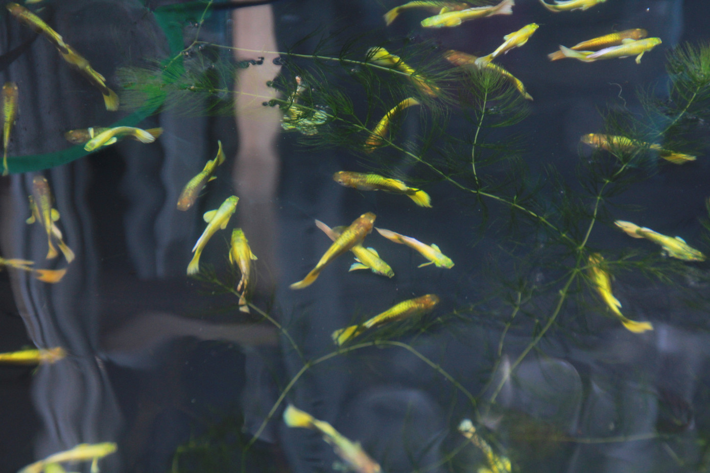 Mê mải với kỳ hoa, dị thảo ở 'vương quốc' hoa Gò Vấp ảnh 20