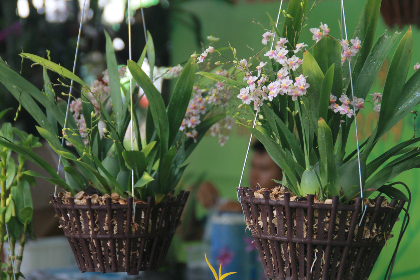 Mê mải với kỳ hoa, dị thảo ở 'vương quốc' hoa Gò Vấp ảnh 2