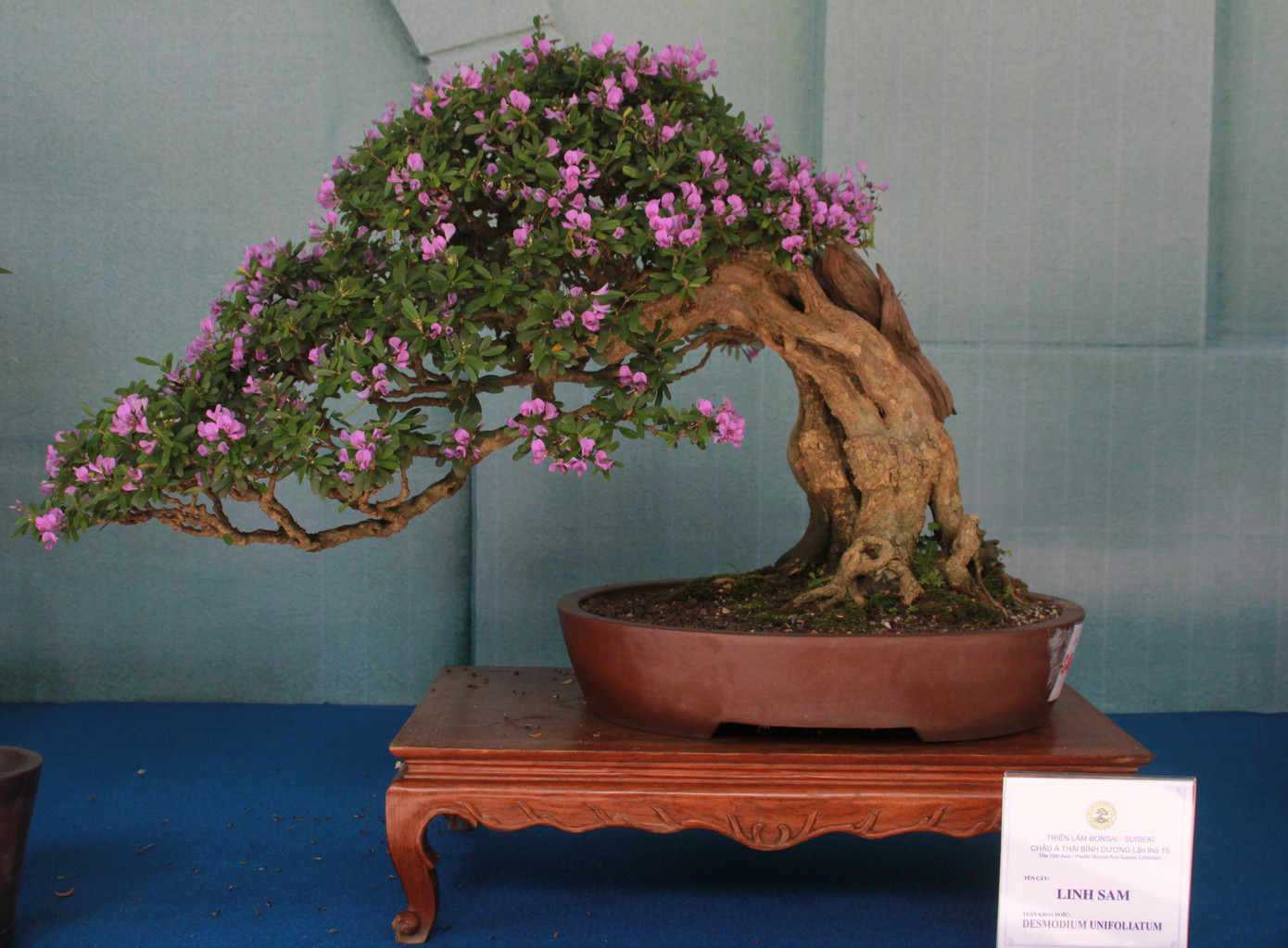 Chiêm ngưỡng các tác phẩm bonsai và đá cảnh nghệ thuật quốc tế hội tụ ở TPHCM ảnh 11