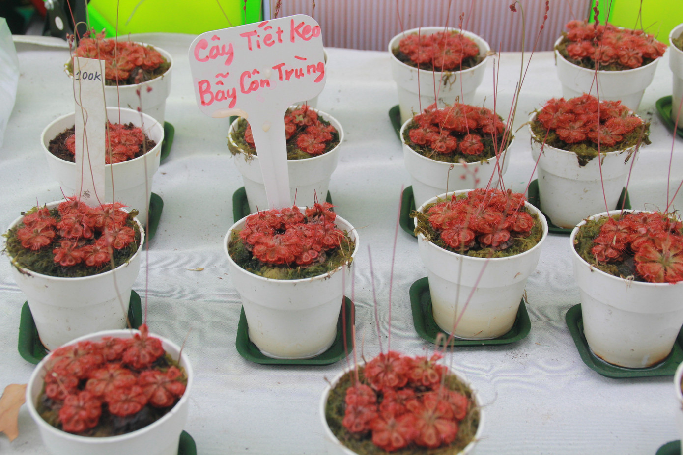 Mê mải với kỳ hoa, dị thảo ở 'vương quốc' hoa Gò Vấp ảnh 8