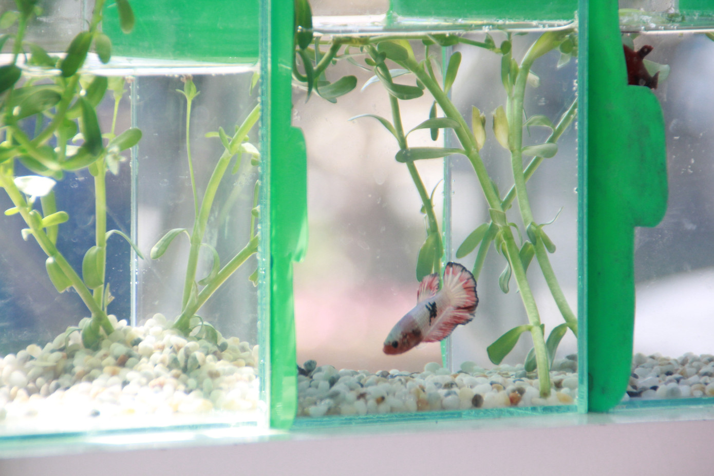 Mê mải với kỳ hoa, dị thảo ở 'vương quốc' hoa Gò Vấp ảnh 18