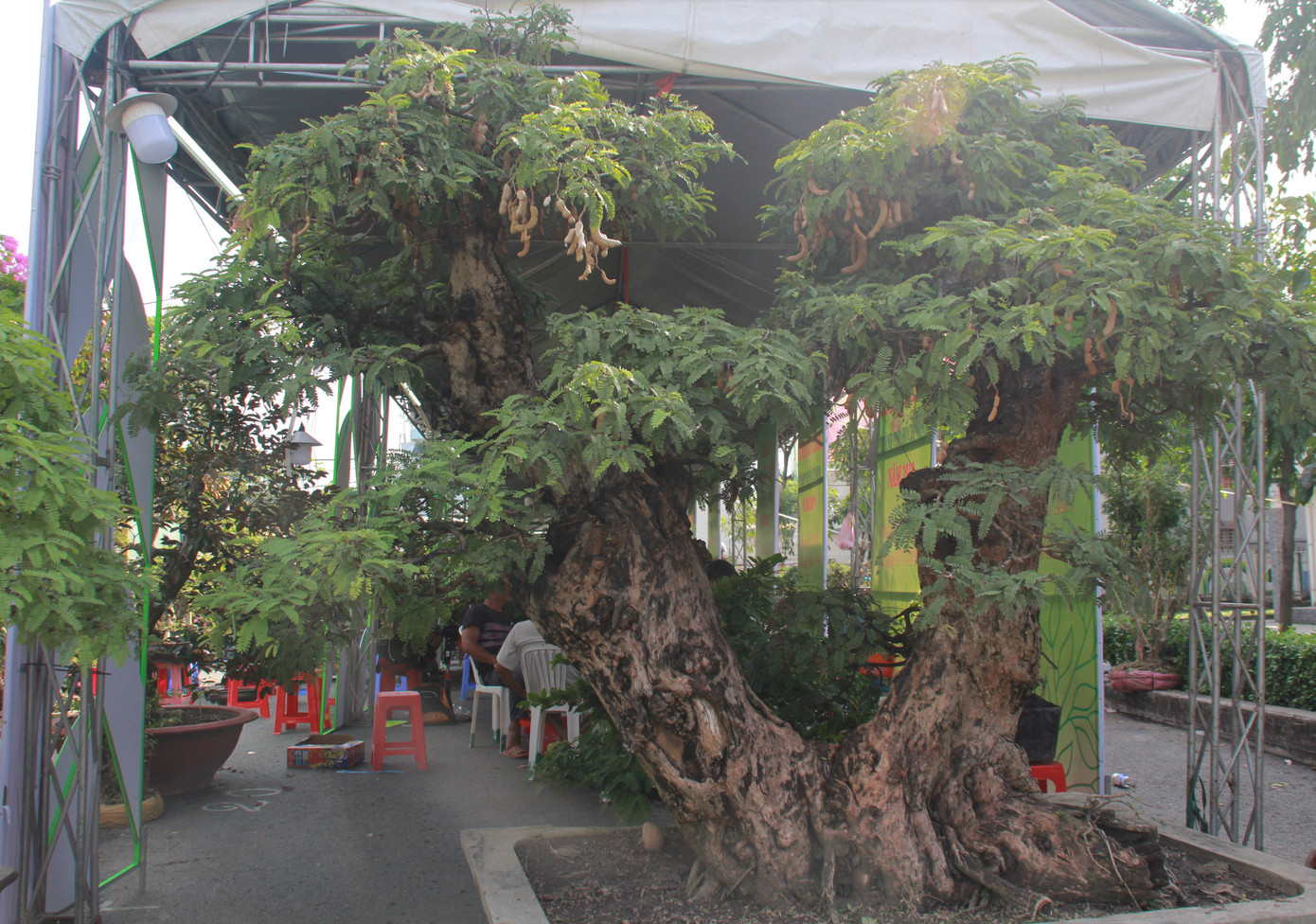 Mê mải với kỳ hoa, dị thảo ở 'vương quốc' hoa Gò Vấp ảnh 11