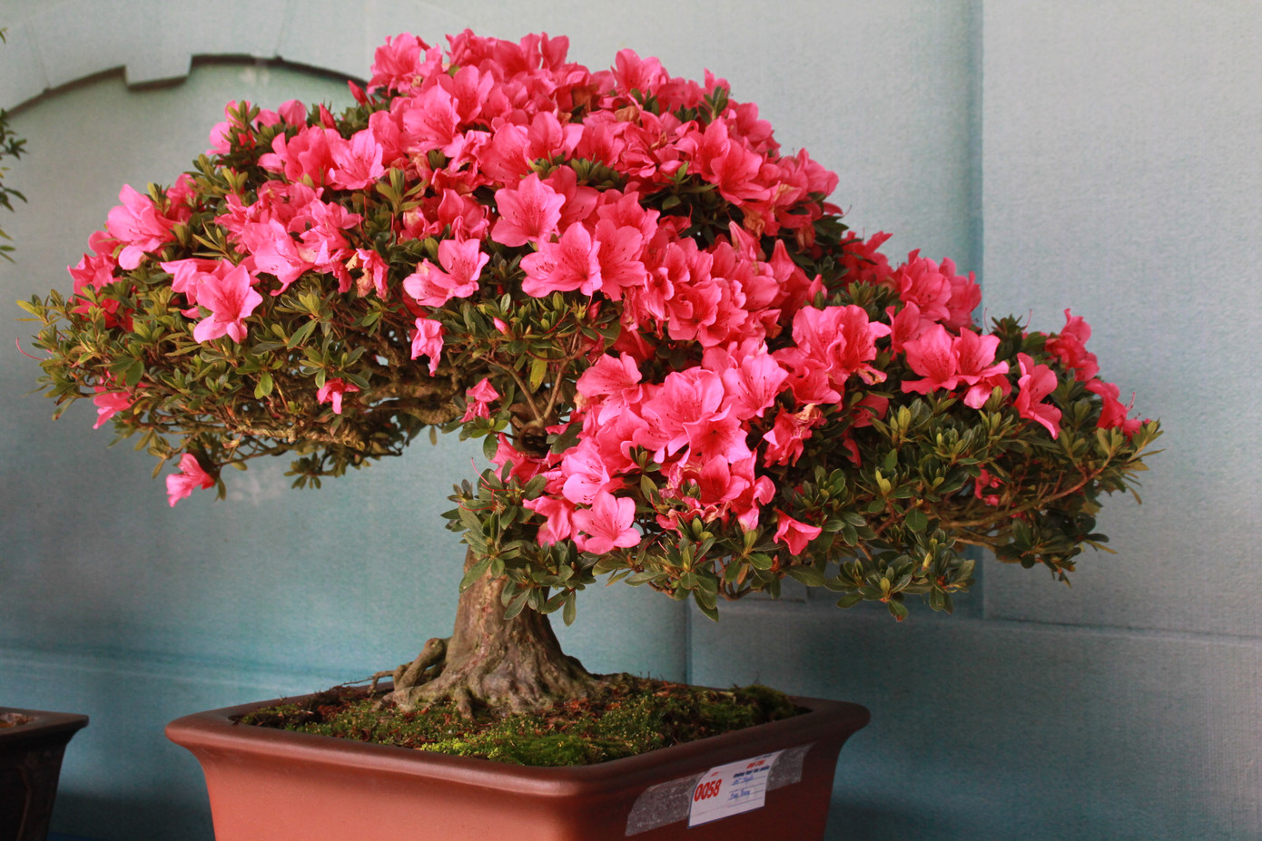 Chiêm ngưỡng các tác phẩm bonsai và đá cảnh nghệ thuật quốc tế hội tụ ở TPHCM ảnh 7
