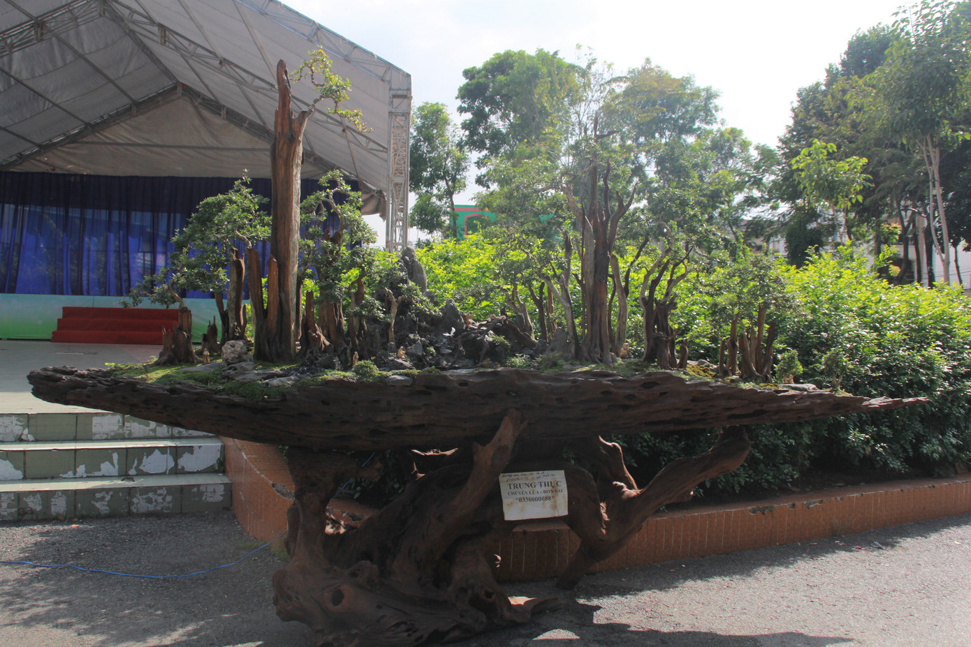 Mê mải với kỳ hoa, dị thảo ở 'vương quốc' hoa Gò Vấp ảnh 16