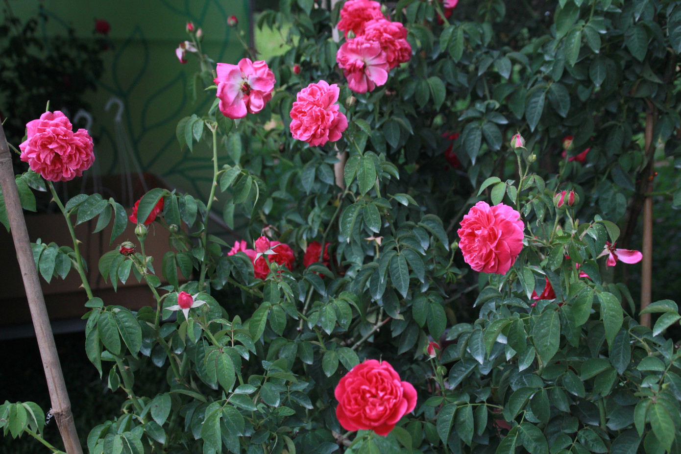 Mê mải với kỳ hoa, dị thảo ở 'vương quốc' hoa Gò Vấp ảnh 10