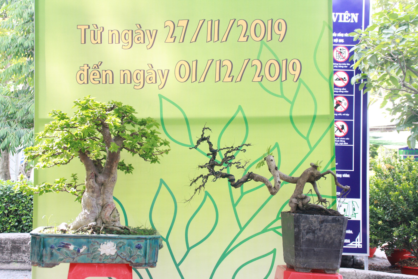 Mê mải với kỳ hoa, dị thảo ở 'vương quốc' hoa Gò Vấp ảnh 14