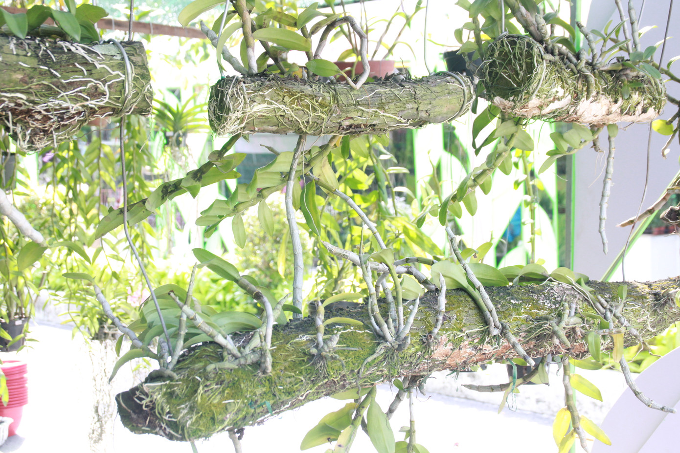 Mê mải với kỳ hoa, dị thảo ở 'vương quốc' hoa Gò Vấp ảnh 1