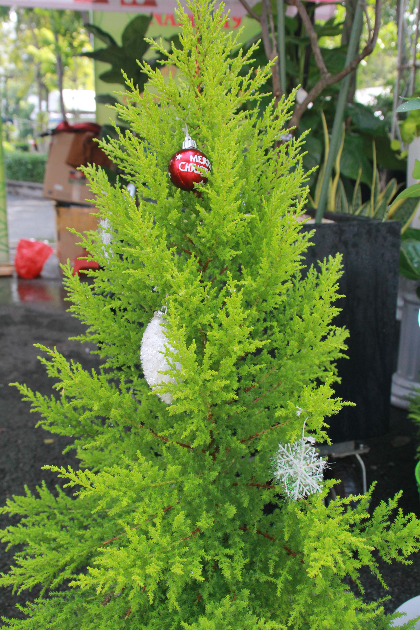 Mê mải với kỳ hoa, dị thảo ở 'vương quốc' hoa Gò Vấp ảnh 13