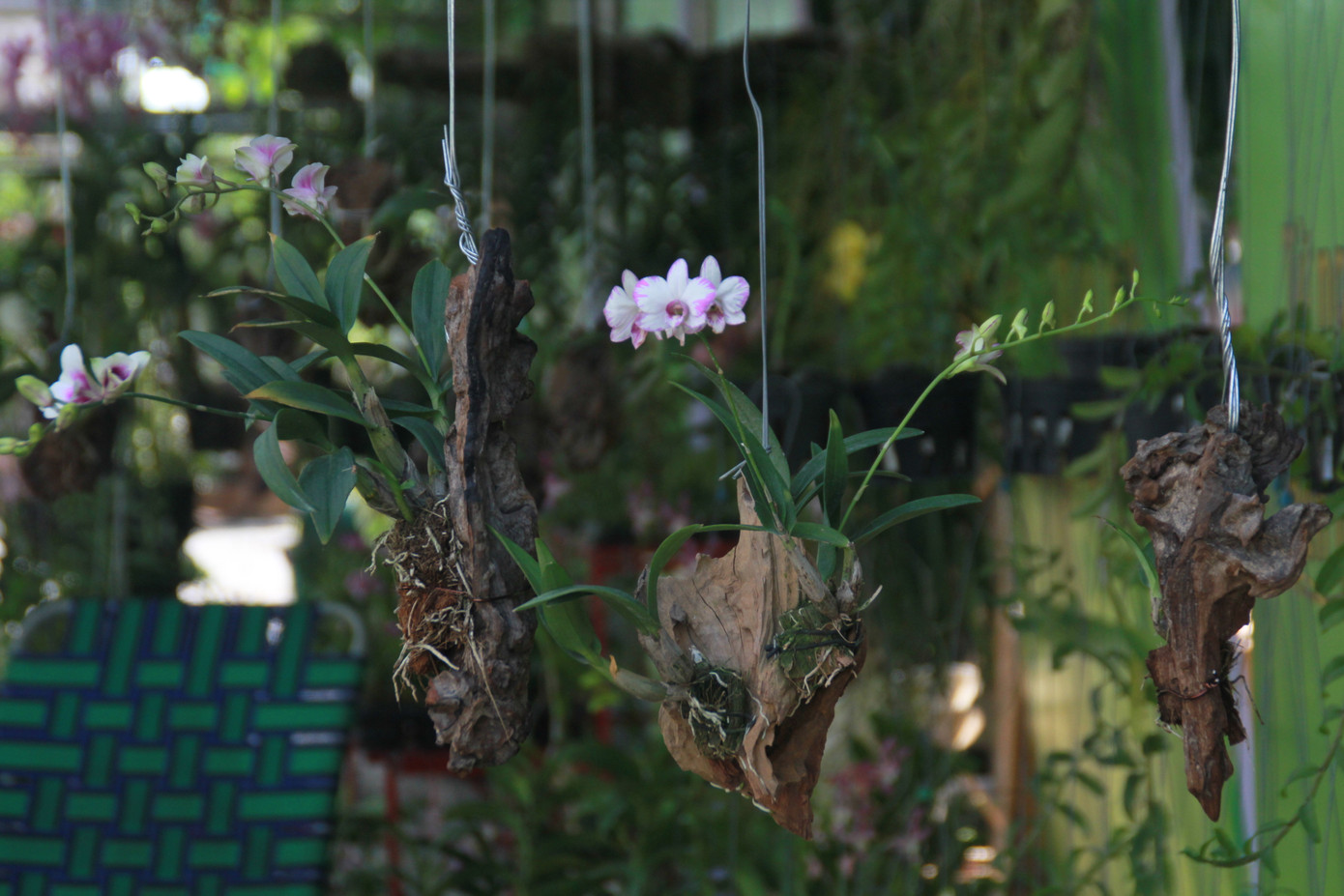 Mê mải với kỳ hoa, dị thảo ở 'vương quốc' hoa Gò Vấp ảnh 3