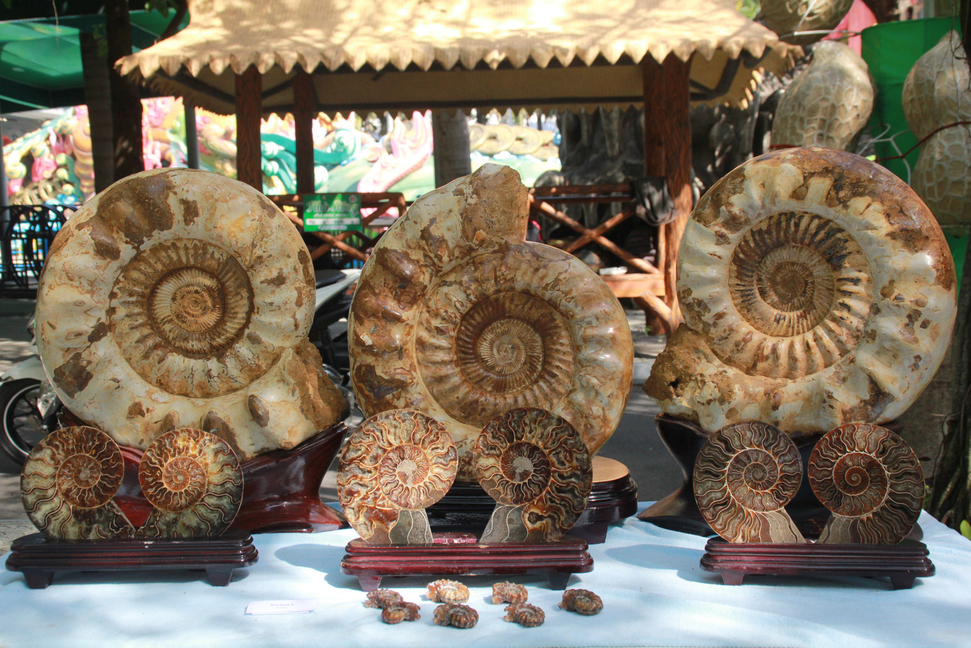 Chiêm ngưỡng các tác phẩm bonsai và đá cảnh nghệ thuật quốc tế hội tụ ở TPHCM ảnh 24