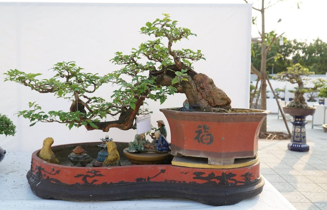 50 quốc gia góp mặt tại lễ hội Bonsai và Suiseki châu Á - Thái Bình Dương ảnh 1