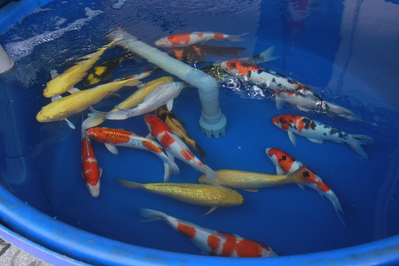 Mê mải với kỳ hoa, dị thảo ở 'vương quốc' hoa Gò Vấp ảnh 19