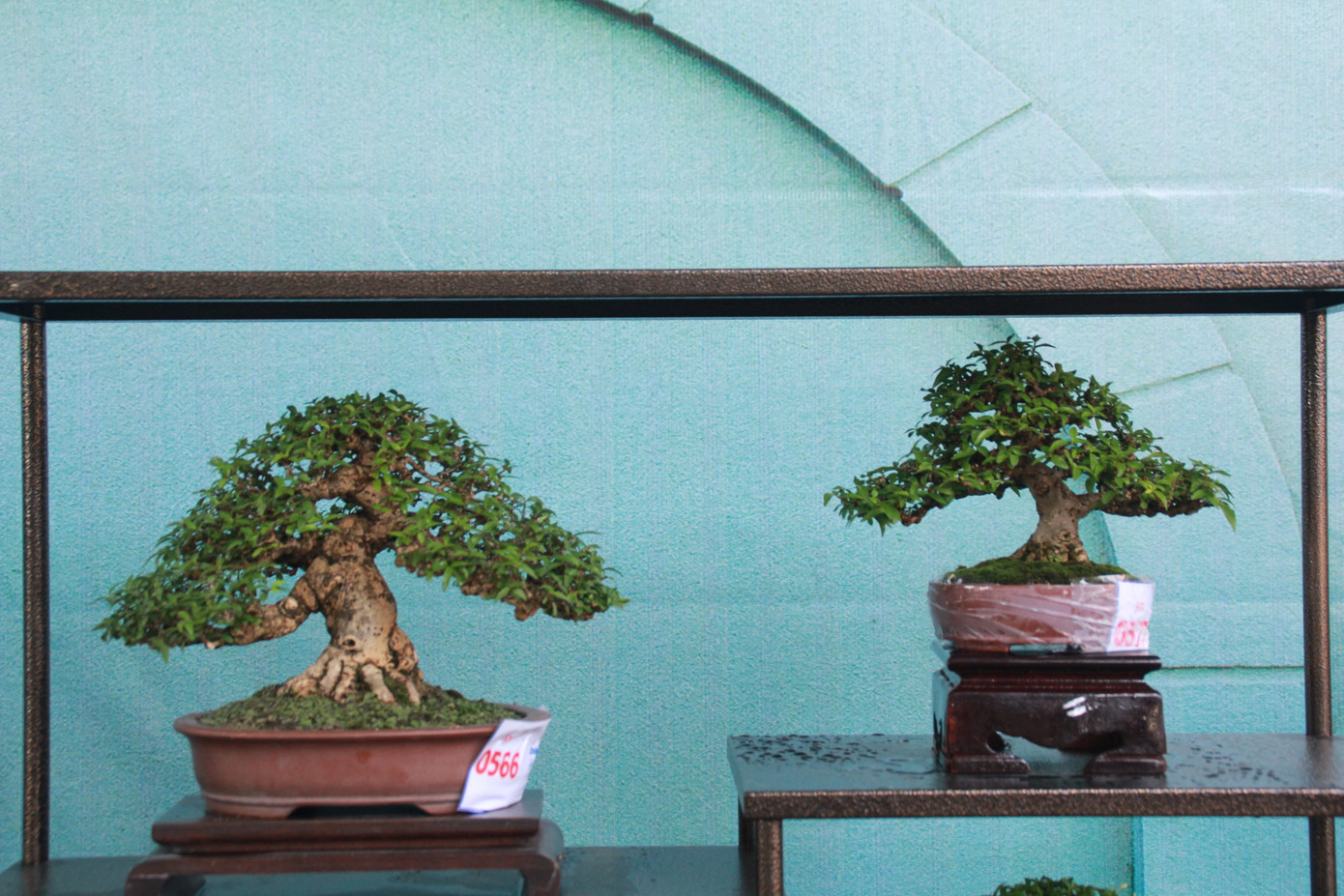 Chiêm ngưỡng các tác phẩm bonsai và đá cảnh nghệ thuật quốc tế hội tụ ở TPHCM ảnh 20