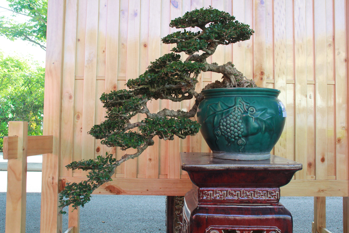 Chiêm ngưỡng các tác phẩm bonsai và đá cảnh nghệ thuật quốc tế hội tụ ở TPHCM ảnh 14