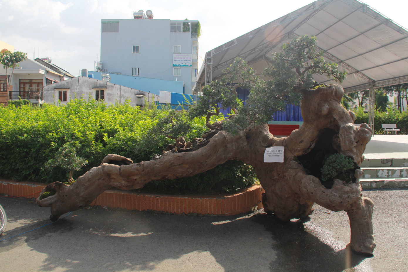 Mê mải với kỳ hoa, dị thảo ở 'vương quốc' hoa Gò Vấp ảnh 15