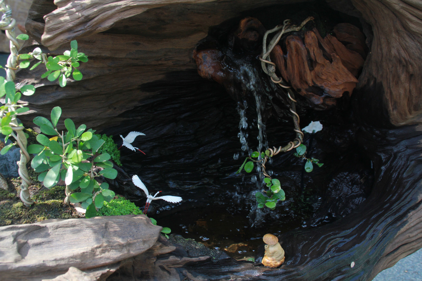 Mê mải với kỳ hoa, dị thảo ở 'vương quốc' hoa Gò Vấp ảnh 17