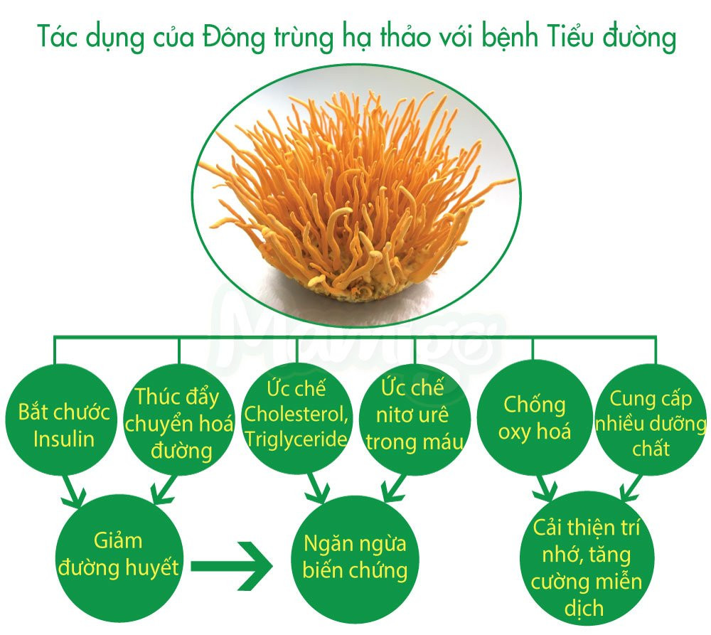 Đột phá sữa tiểu đường thảo dược Mamigo ổn định đường huyết ngừa biến chứng ảnh 3
