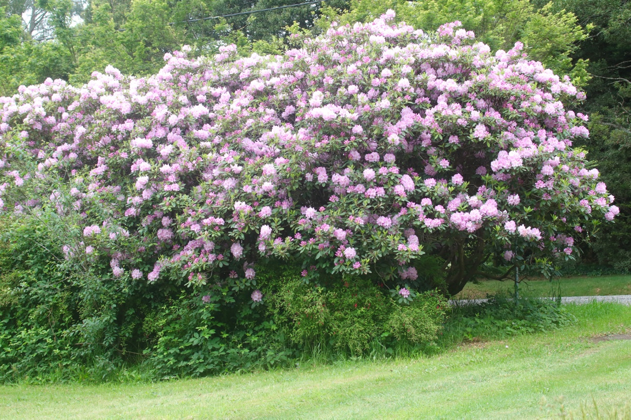 Cô gái Việt với niềm đam mê thiên nhiên nước Úc ảnh 3