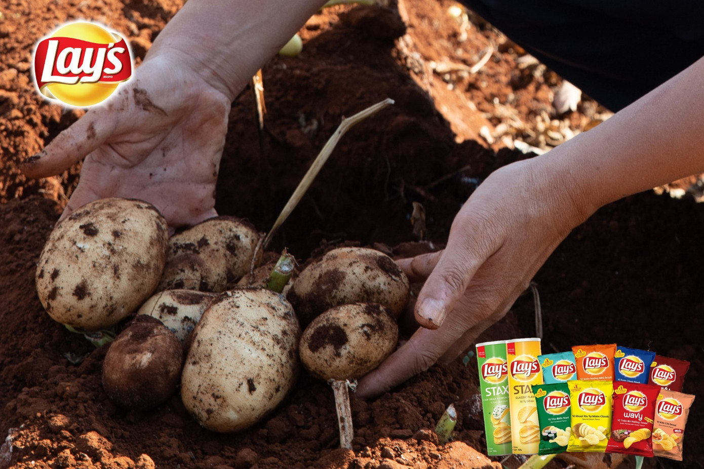 Vụ khoai tây đầu tiên của PepsiCo Việt Nam tại Gia Lai vượt ngưỡng kỳ vọng ảnh 5