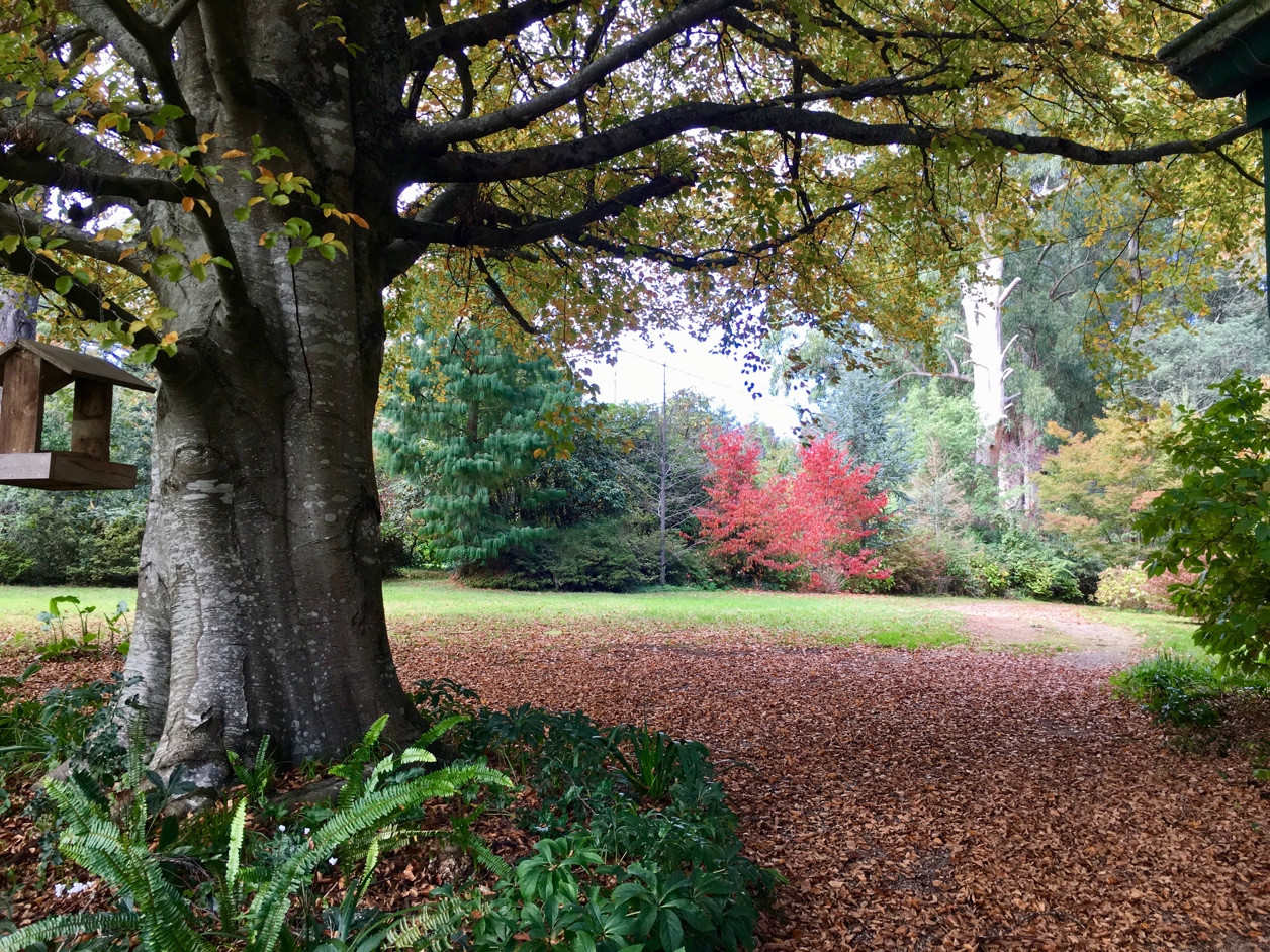 Cô gái Việt với niềm đam mê thiên nhiên nước Úc ảnh 2