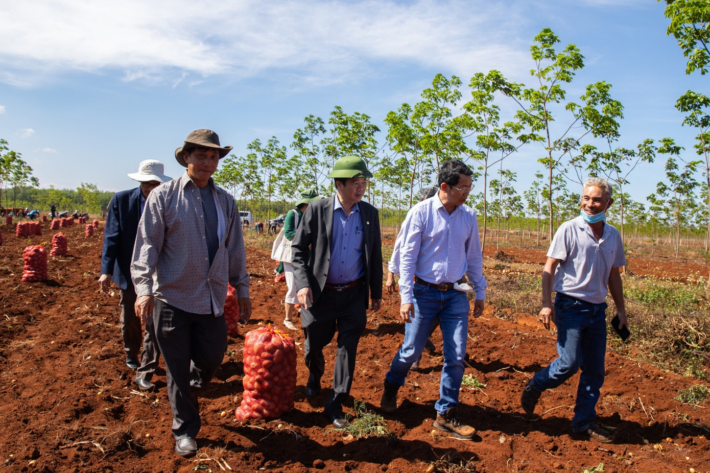 Vụ khoai tây đầu tiên của PepsiCo Việt Nam tại Gia Lai vượt ngưỡng kỳ vọng ảnh 1