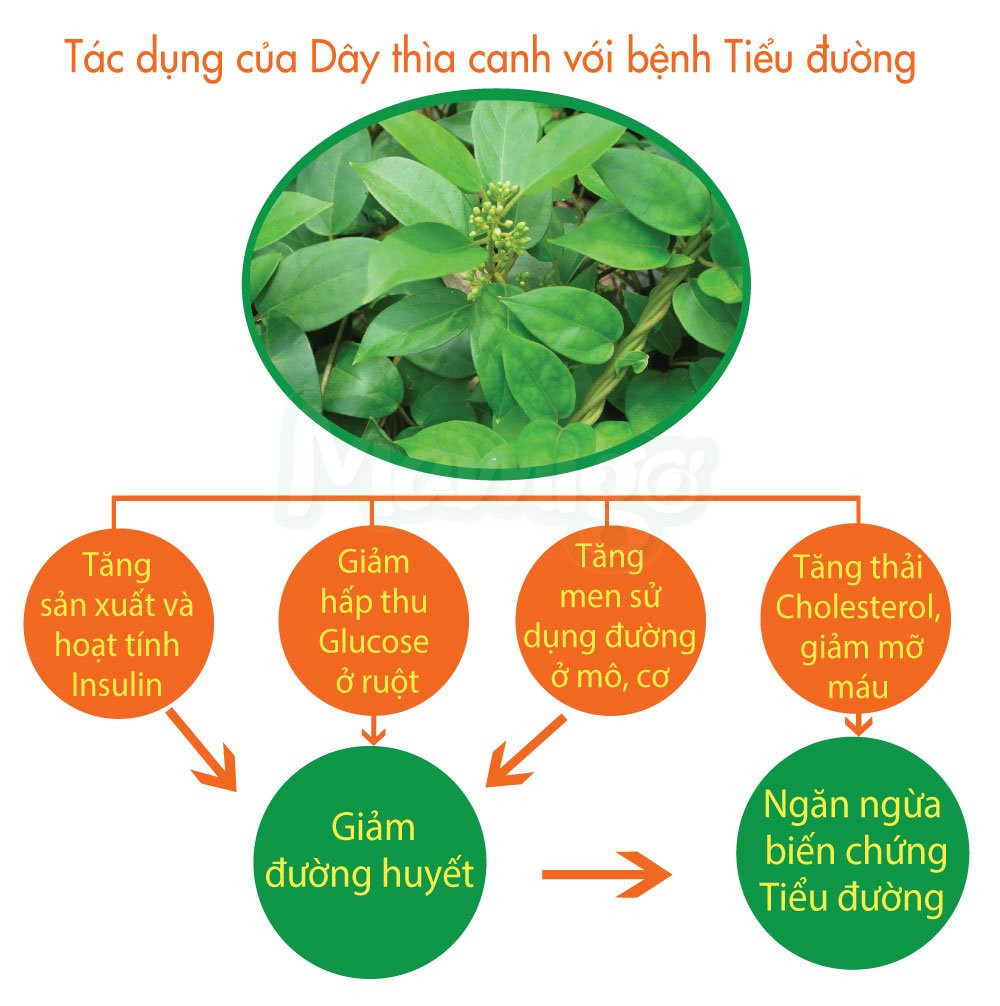 Đột phá sữa tiểu đường thảo dược Mamigo ổn định đường huyết ngừa biến chứng ảnh 2