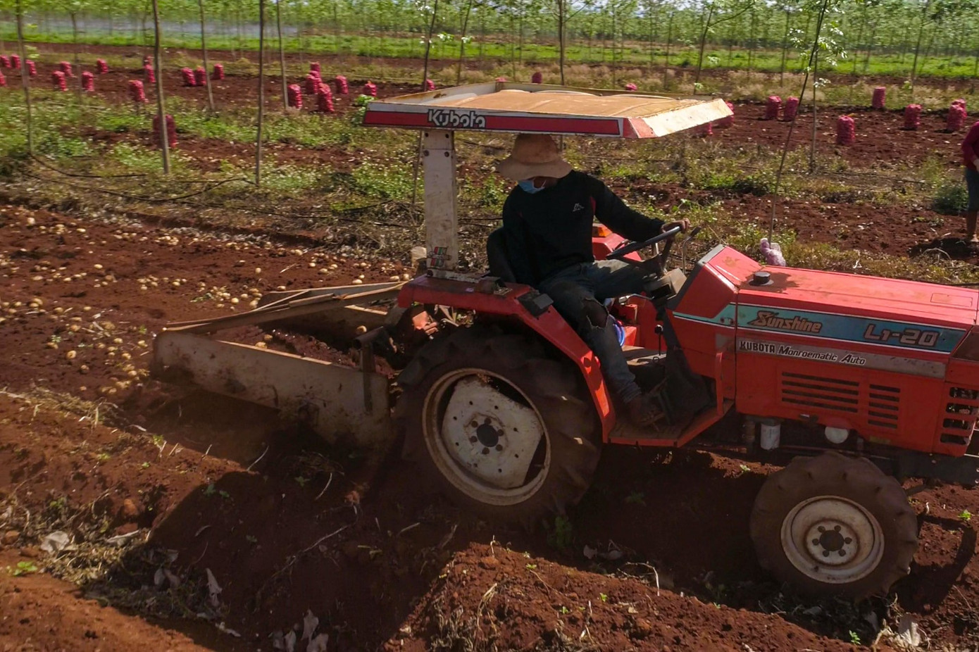 Vụ khoai tây đầu tiên của PepsiCo Việt Nam tại Gia Lai vượt ngưỡng kỳ vọng ảnh 2