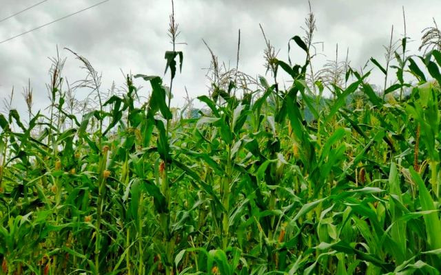 Hàng triệu con châu chấu lưng vàng đang tàn phá hoa màu ở Mường Lát, Thanh Hoá ảnh 4