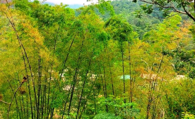 Hàng triệu con châu chấu lưng vàng đang tàn phá hoa màu ở Mường Lát, Thanh Hoá ảnh 3