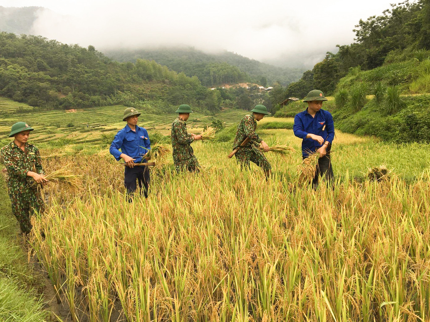 Thanh niên đội nắng giúp đồng bào vùng cao gặt lúa ảnh 2