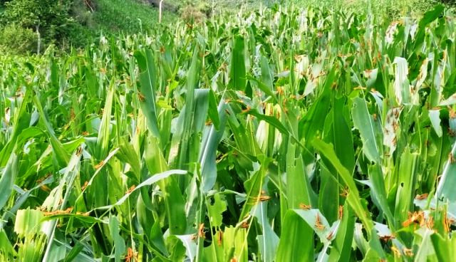 Hàng triệu con châu chấu lưng vàng đang tàn phá hoa màu ở Mường Lát, Thanh Hoá ảnh 1